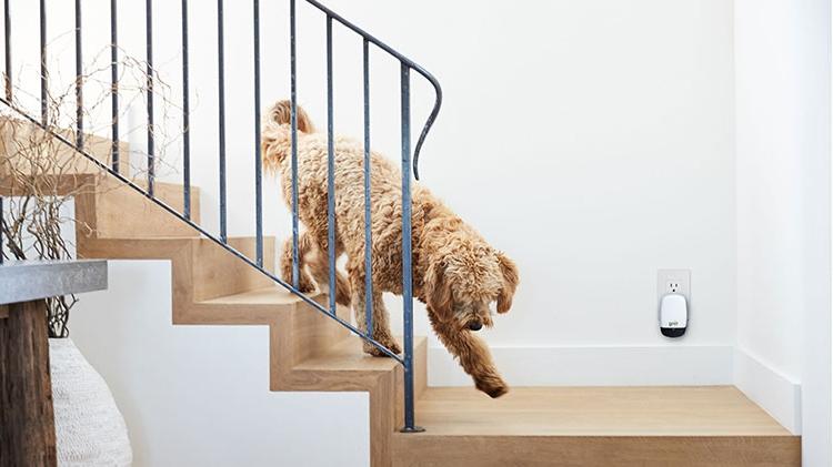 一只狗走下楼梯，经过插在墙上的Ting设备